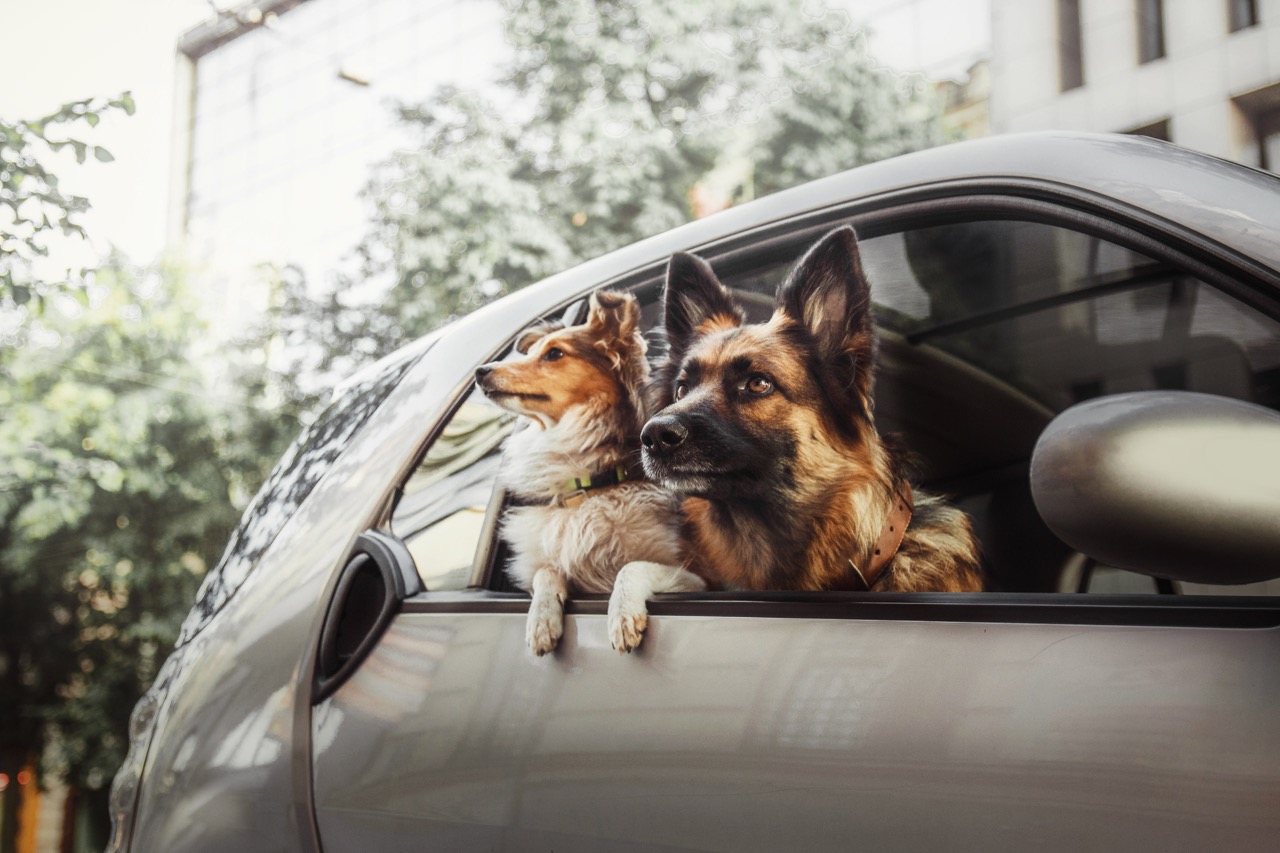 Privé lease met honden of huisdieren: Waar moet je op letten?