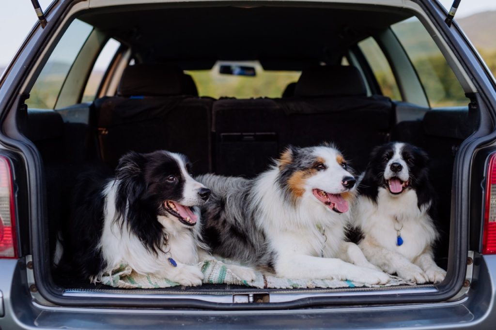 Privé lease met honden of huisdieren 1 groot